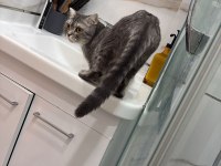 British Shorthair 2 Yaşında Dişi Kısırlaştırılmış