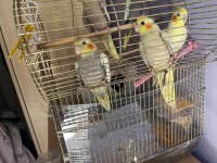 1,5 Aylık Yavru Sultan Papağanları