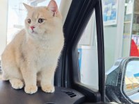 Safkan british shorthair ay11 erkek