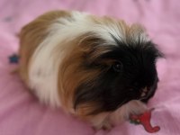 Bütün Eşyalarıyla Dişi Ve Erkek Safkan Guinea Pig