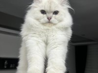 Beyaz british longhair