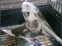 Çekmeköy Sultan Papağanı 2 Aylık