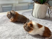 Her ile dişi erkek coronet guinea pig yavruları
