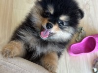 4 aylık dişi pomeranian