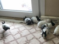 Yavru Tavşan Sahiplendirilir