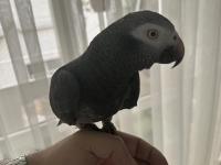 Full evcil timneh jako papağanı