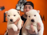 Burkem Ailesinden Maskeli Mavi Boncuk Husky