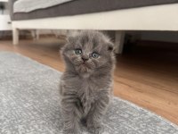 British/Scottish Yavrularımıza Yuva Arıyoruz