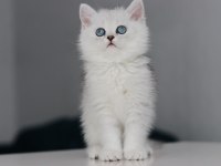 Full Şecereli Babadan Teslime Hazır Dişi British