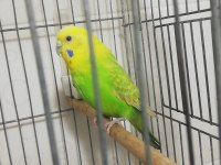 1 yaş civarında dişi muhabbet kuşu