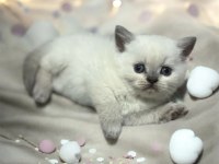 Sağlıklı safkan oyuncu british shorthair yavrular