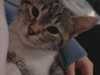 Kedimiz paris için yeni ev arıyoruz