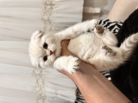 Teslime Hazır Scottish Fold Pamuk Gibiler