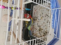 Acil satılık rozella papağanı