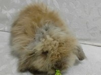 Hollanda teddy lop tavşan