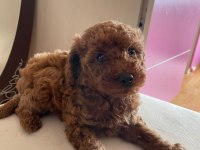 Toy poodle yavru köpeklerimiz