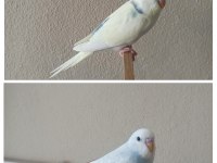 Yeni Yeme Düşmüş Uysal Renk Güzeli Yavru Muhabbetler