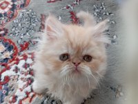 İran persian longhair