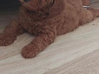 Birbirinden Güzel Toy Poodle Bebeklerimiz