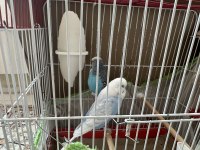 Hazır Jumbo Muhabbet Kuşları