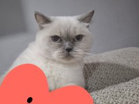 Blue point british shorthair