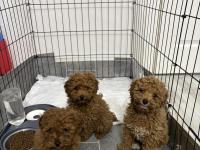 Toy Poodle Dişi Ve Erkek Teslime Hazır Yavrular