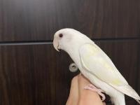 Yavru Sevda Papağanı 5-6 Aylık