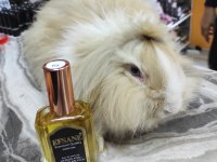 Hollanda teddy lop tavşanı