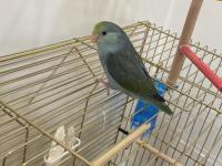 2.5 Aylık Dişi Turkuaz Forpus