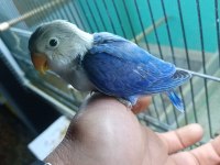 Cennet yavru el besleme isteyene hazır takım olarak