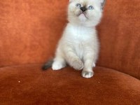 Brıtısh Shorthair Blue Point Dişi