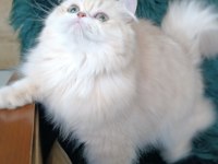 Cy 11 şecere belgesi safkan dişi 7 aylık british longhair