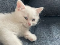 Beyaz british longhair yavru erkek kedisi