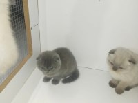 40 Günlük Scottish Fold Yavrular