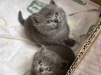 British Shorthair Bebek Kedilerimiz