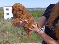 İzmir Toy Poodle Yavrular