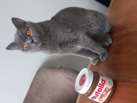 Kedimiz maya dişi kısırlaştırıldı