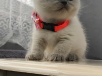 2 Aylık British Shorthair Pluepoint Yavrularım