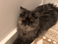 6 aylık dişi iran persian kediler