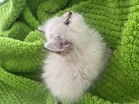 2 Aylık Teslime Hazır Yavrumuz British Longhair