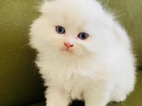 Scottish Fold Pamuk Prenseslerim