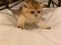 Ny11 Golden British Shorthair Erkek Bebek
