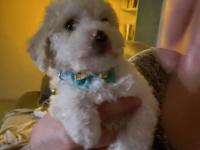 Sahiplendirilecek terrier