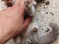 70 Günlük 2 Erkek Kardeş Kedimiz Uyguna