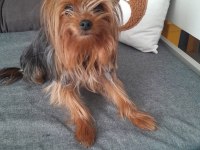 Oyuncu ve şımarık yorkshire terrier
