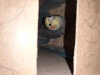 Seri Üretim Çift Sultan Papağanı