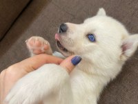 Sibirya kurdu yavru köpekleri