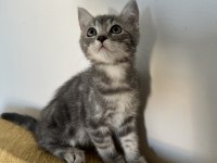 Rus-İran Kırması Yavru Kediler