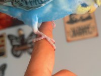 Ful Evcil Japones Yavru Muhabbet Kuşu