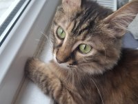 Nazlı Kızımız Kedimize Yuva